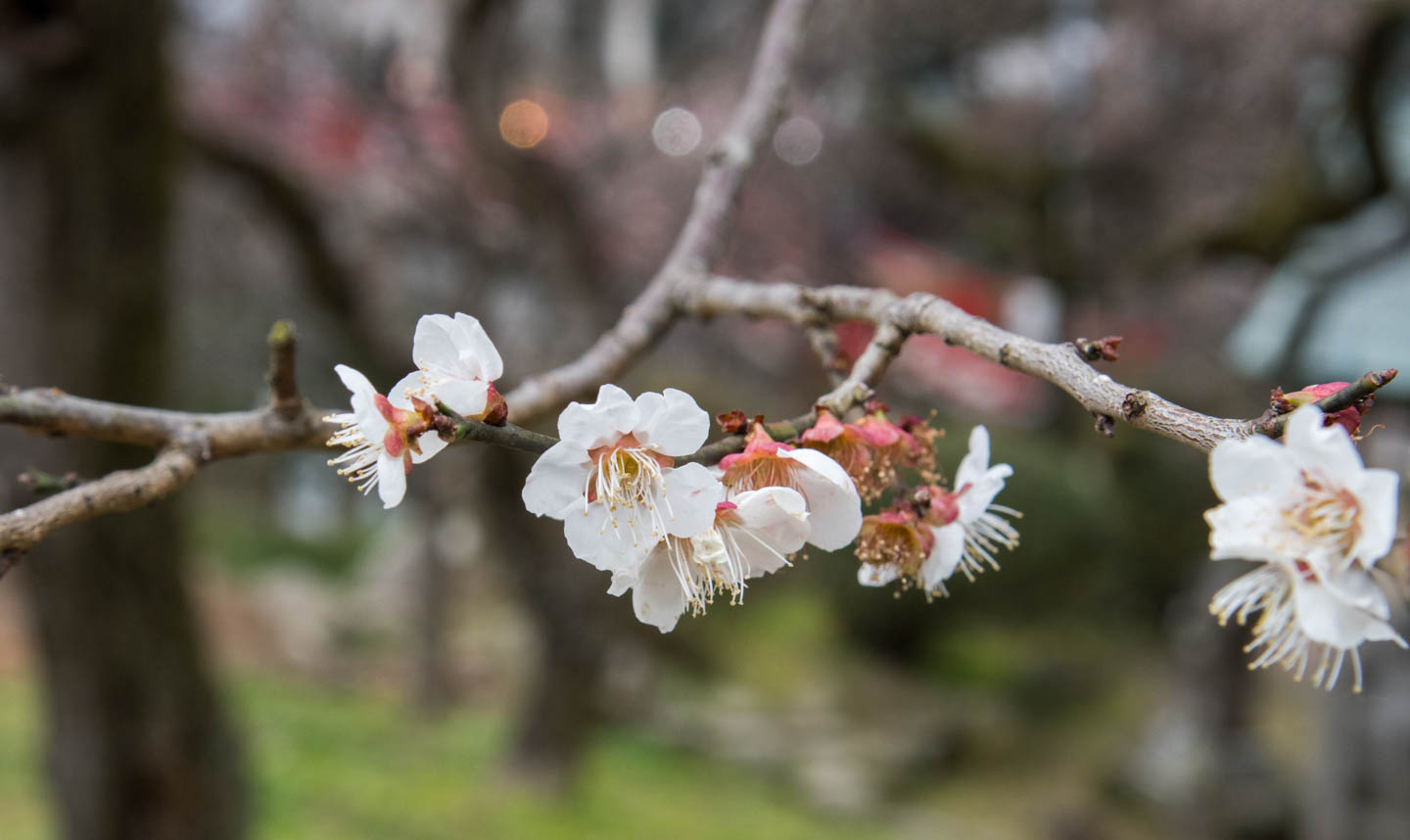 ume